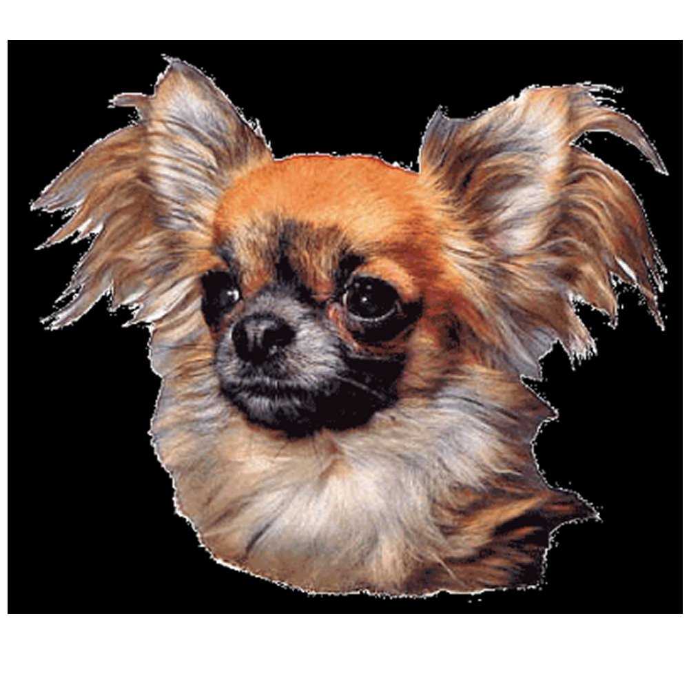 Dekal Chihuahua långhårig - 3