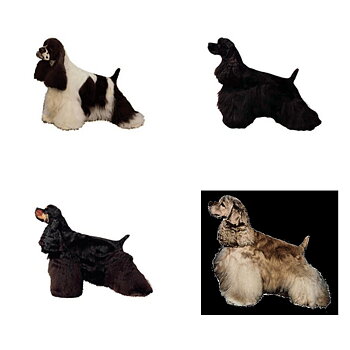 Dekal Amerikansk Cockerspaniel