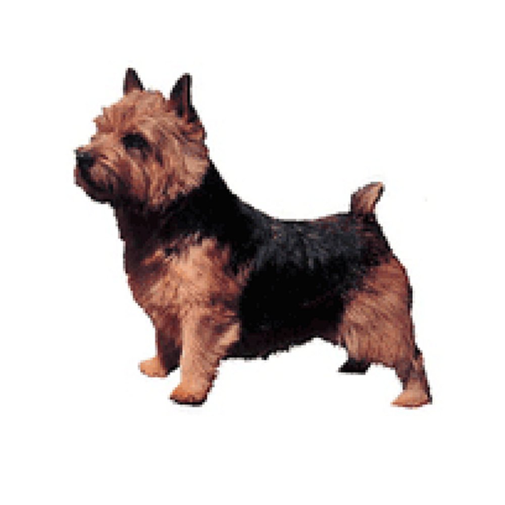 Dekal Norwich Terrier