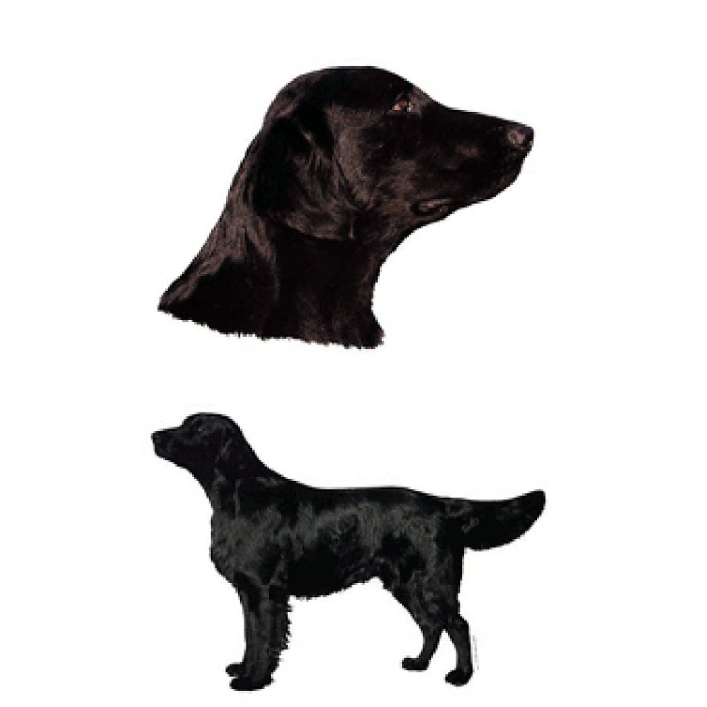 Dekal Flat Coated retriever