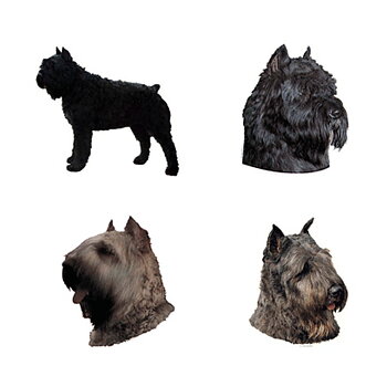 Dekal Bouvier Desflandres