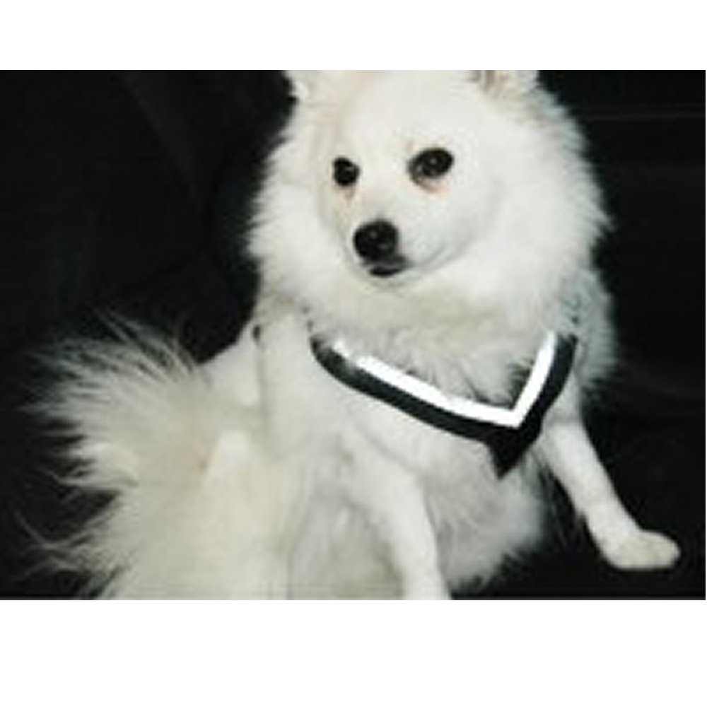 Bilsele Allsafe  MIM Small - 2