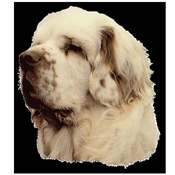 Dekal Clumber Spaniel