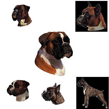 Dekal Boxer