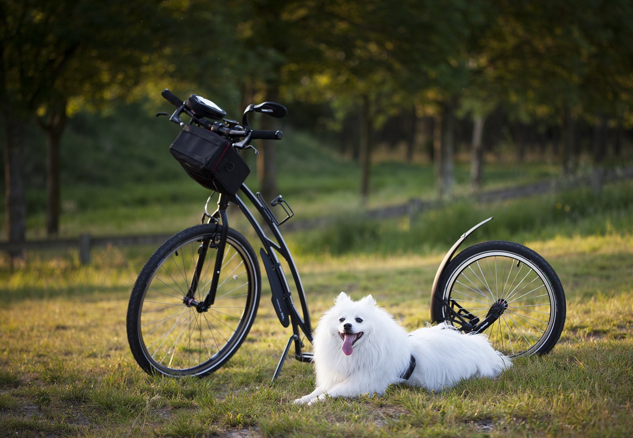 Cykel