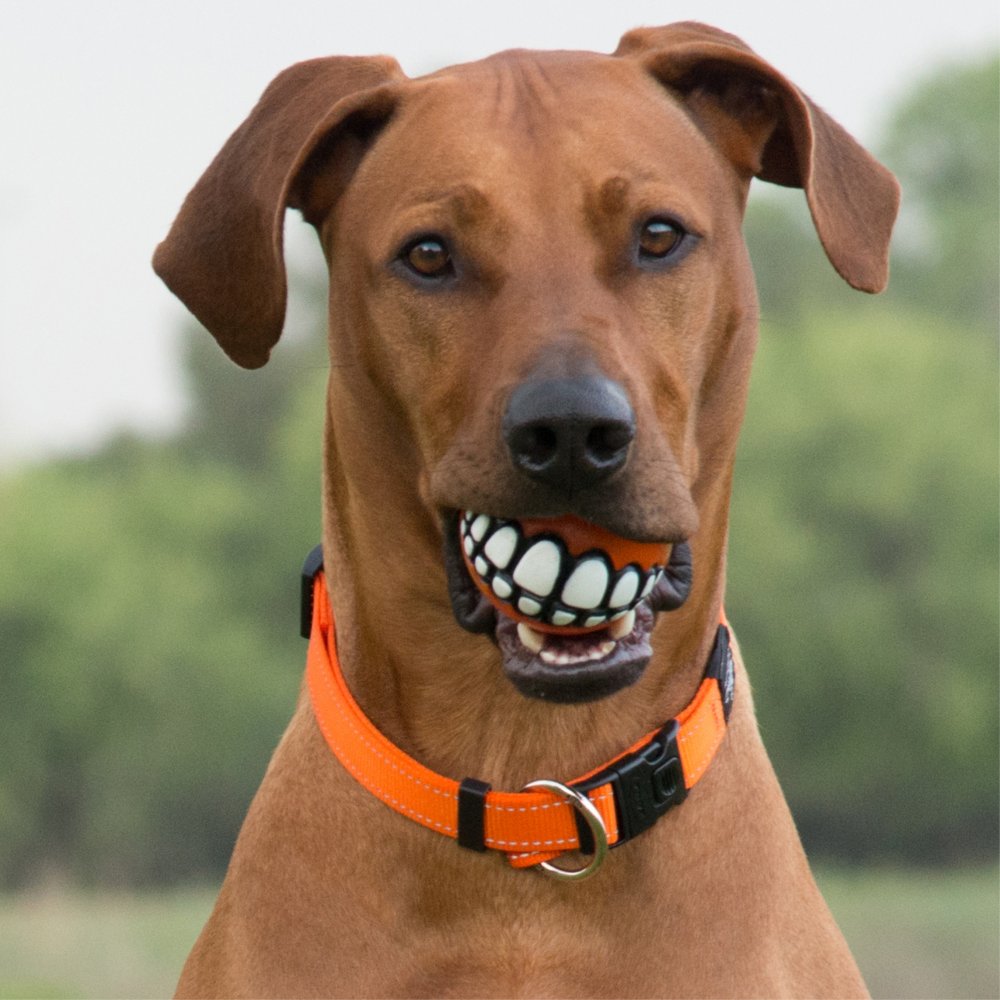 Bollar