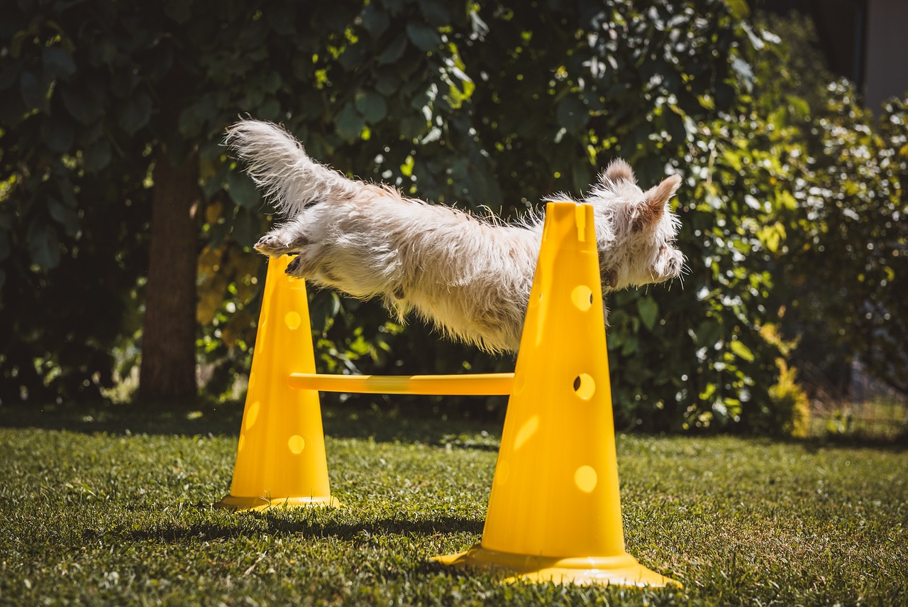 Agility