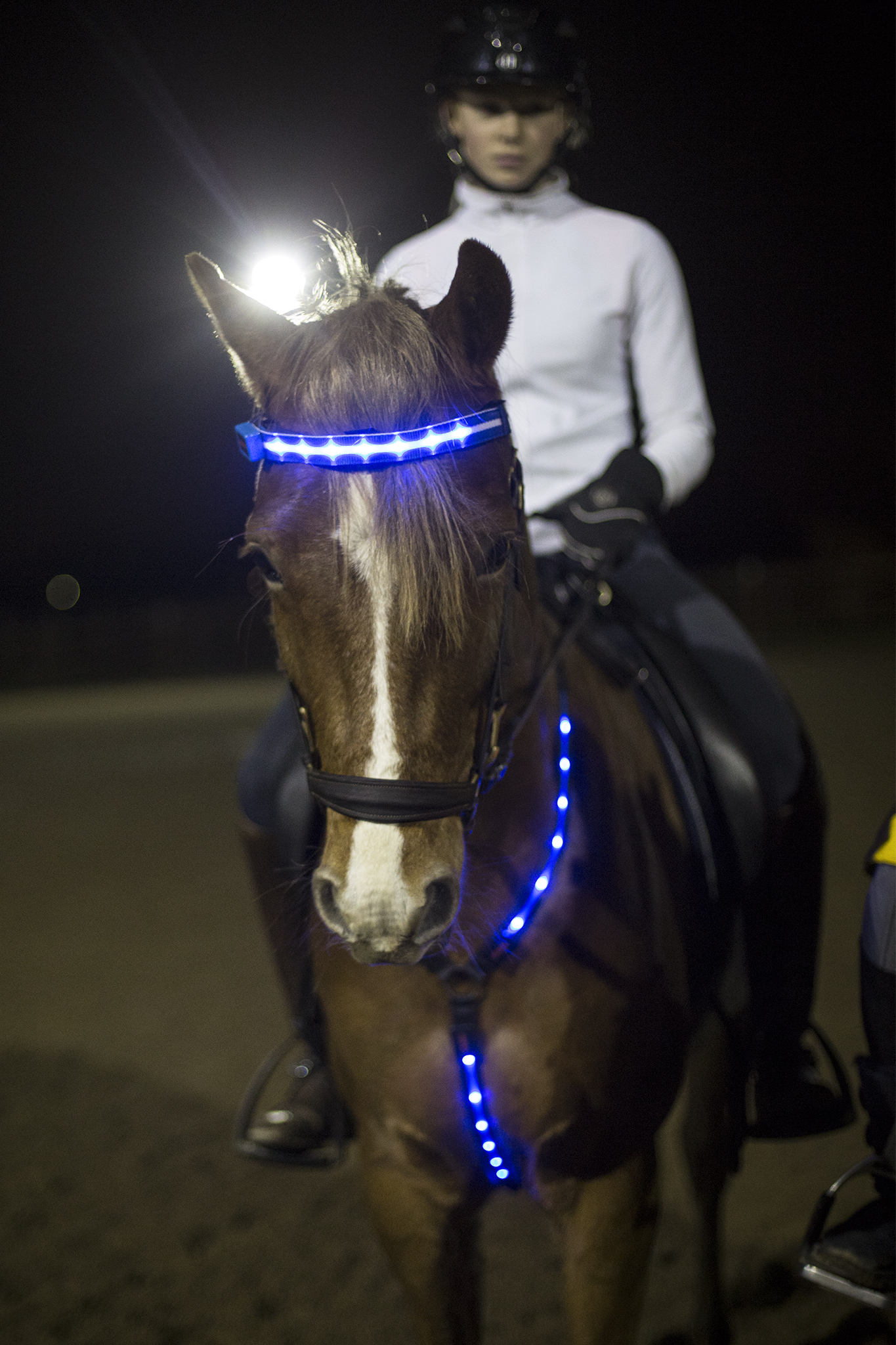 LED Pannband/nosband - 8
