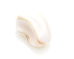 Musselskal