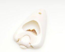 Musselskal