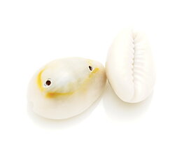 Musselskal