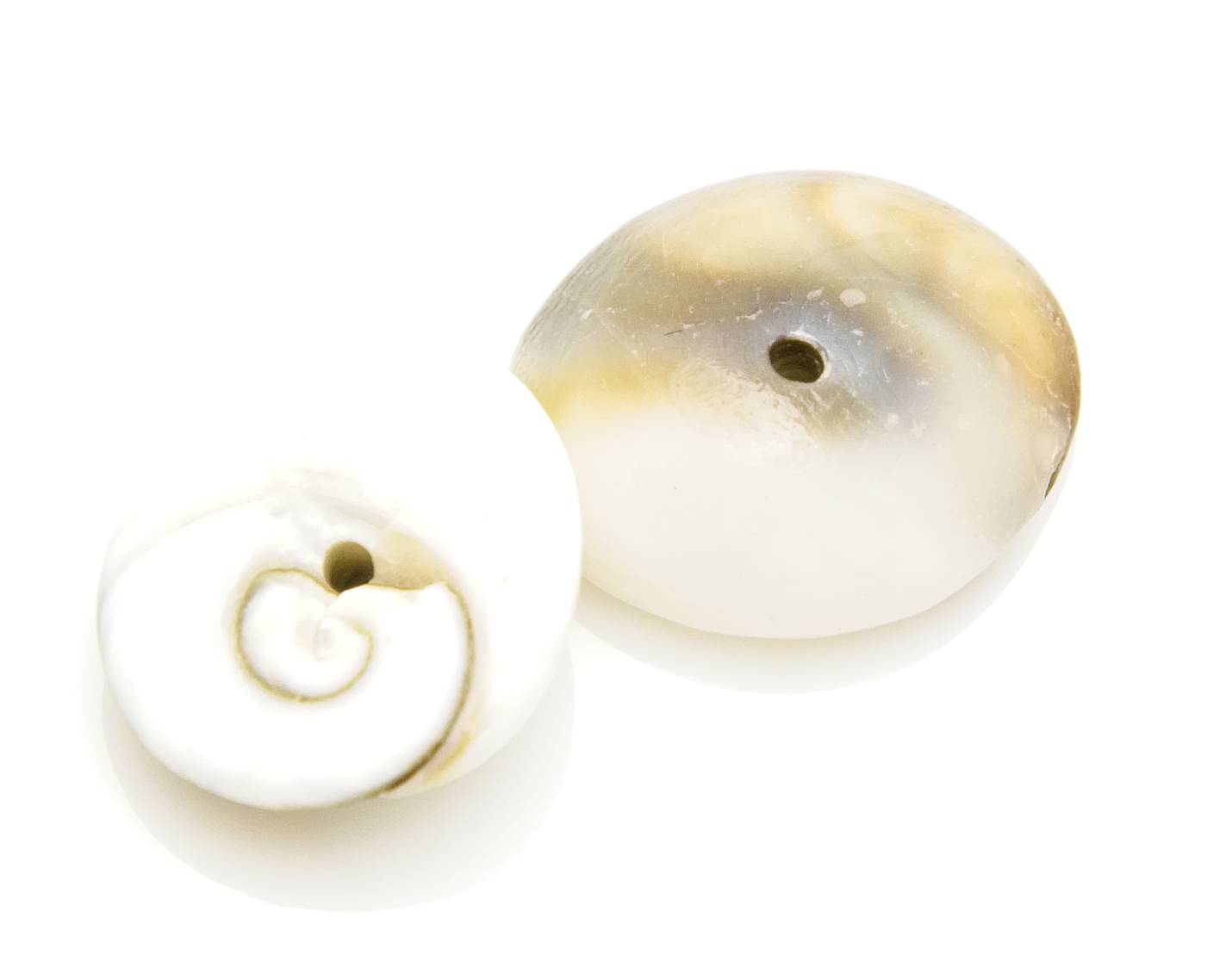 Musselskal