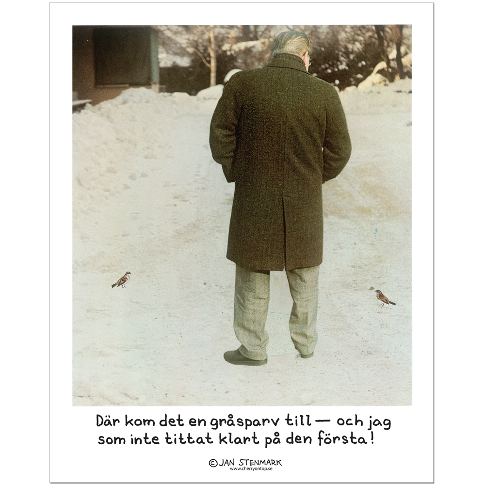 Affisch Jan Stenmark 'Gråsparv' liten 24x30 cm
