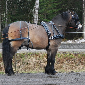NORDSVENSK PARSELE NORMANDY
