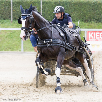 MARATONSELE IDEAL EURO TECH SYNTET