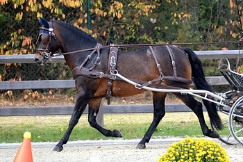 MARATONSELE  IDEAL MED ERGONOMISK BRÖSTA SYNTET