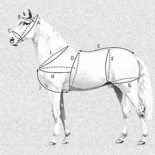FRIESERSELE - 3