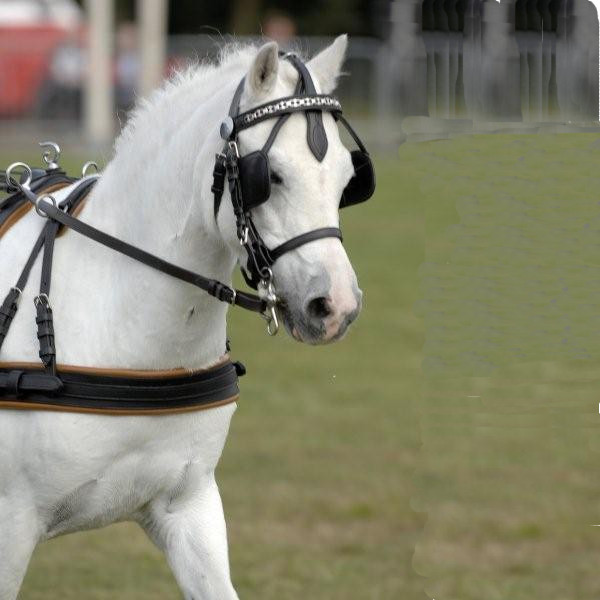 MARATONSELE IDEAL LUX  - 5