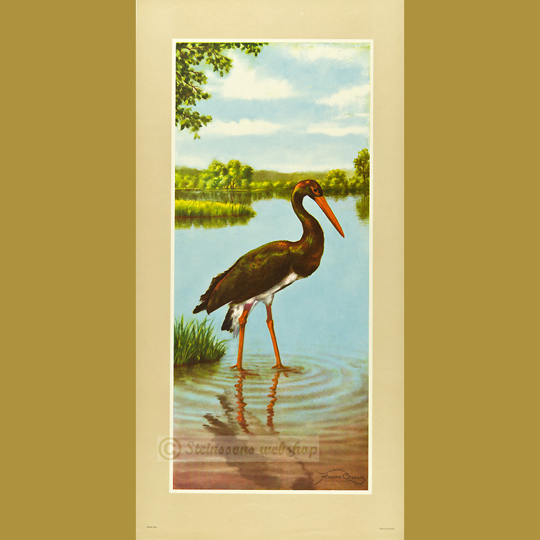 Stor bonad - Stork, 1950talet Anders Olsson