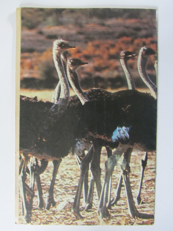 Elefantpojken 1973 04 - 2