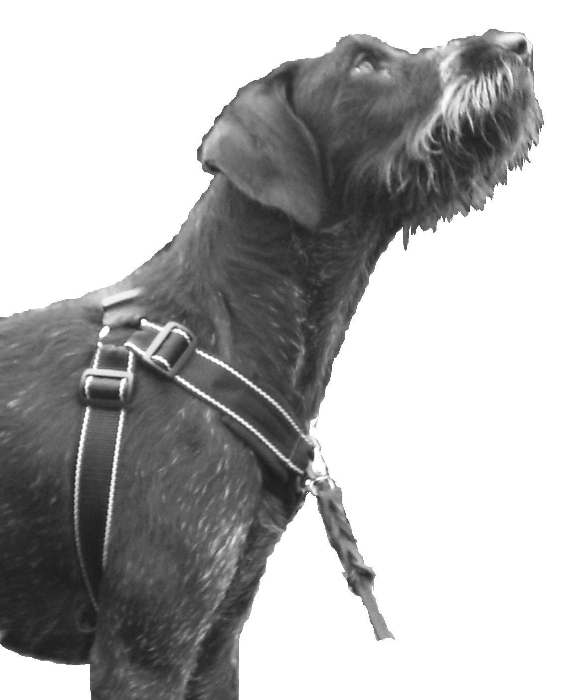 VGW-sele – Ergonomisk Träningssele för Hund