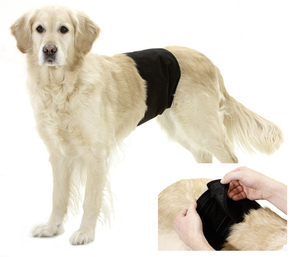 Gentleman wrap Hanhunds skydd