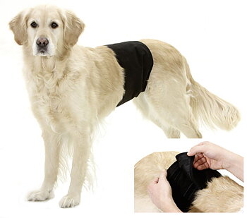 Gentleman wrap Hanhunds skydd