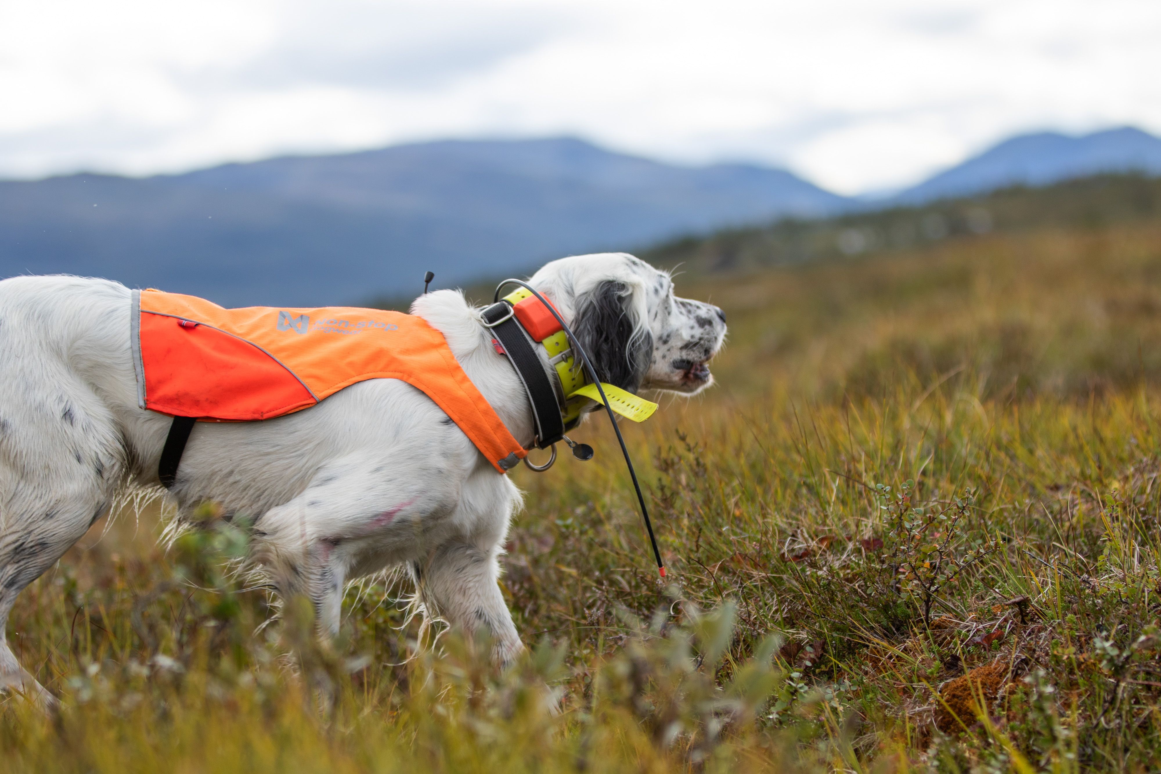Non-Stop Dogwear Protector Cover  - 4