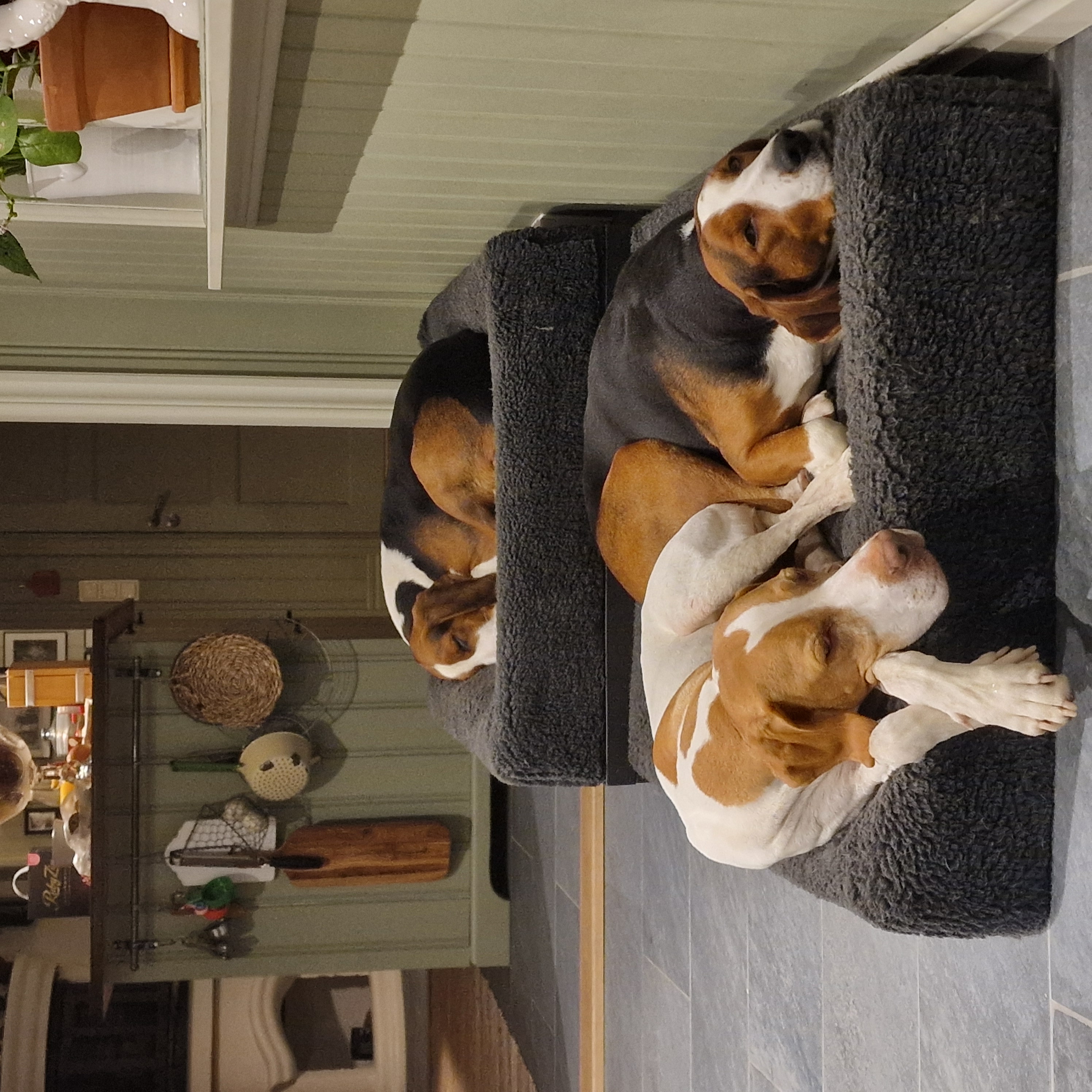 Här kan du läsa om mig och mina hundar  