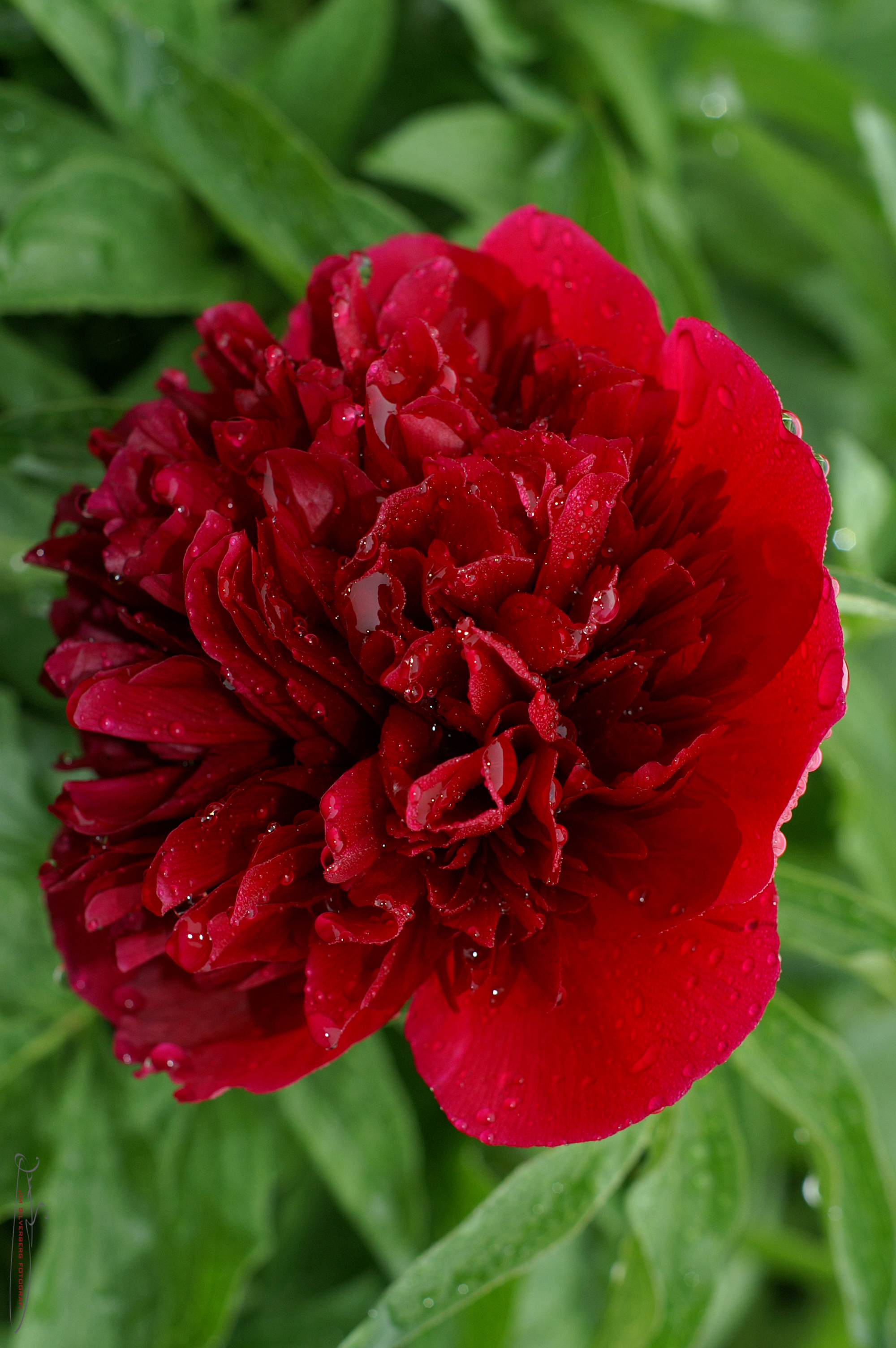 Röd blomma