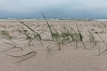 Strandgräs