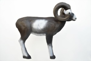 Mufflon stående  (Ovis ovis musimon) 
