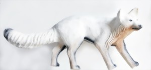 Räv (Vulpes vulpes) - 2