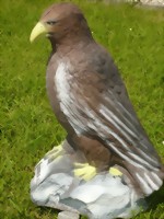 Kungsörn (Aquila chrysaetos)
