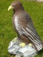 Kungsörn (Aquila chrysaetos)