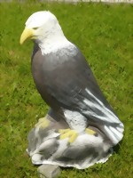 Vithövdad havsörn (Haliaeetus leucocephalus)
