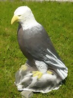 Vithövdad havsörn (Haliaeetus leucocephalus)
