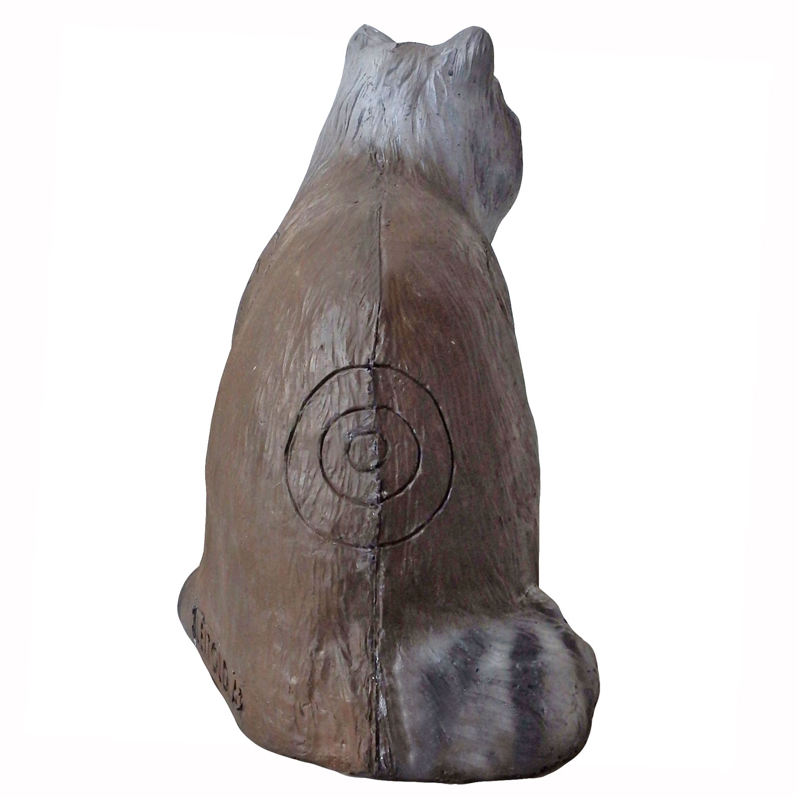 Tvättbjörn (Procyon lotor) - 3