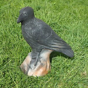 Korp (Corvus Corax)