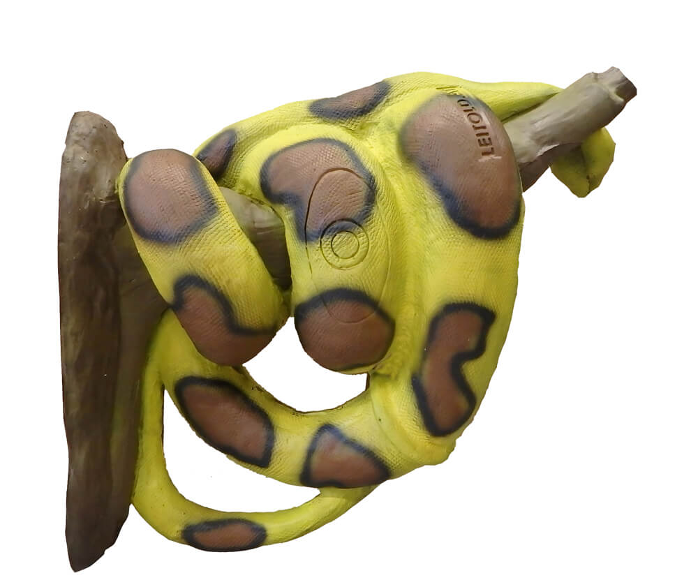 Kungsboaorm (Boa constrictor) - 4