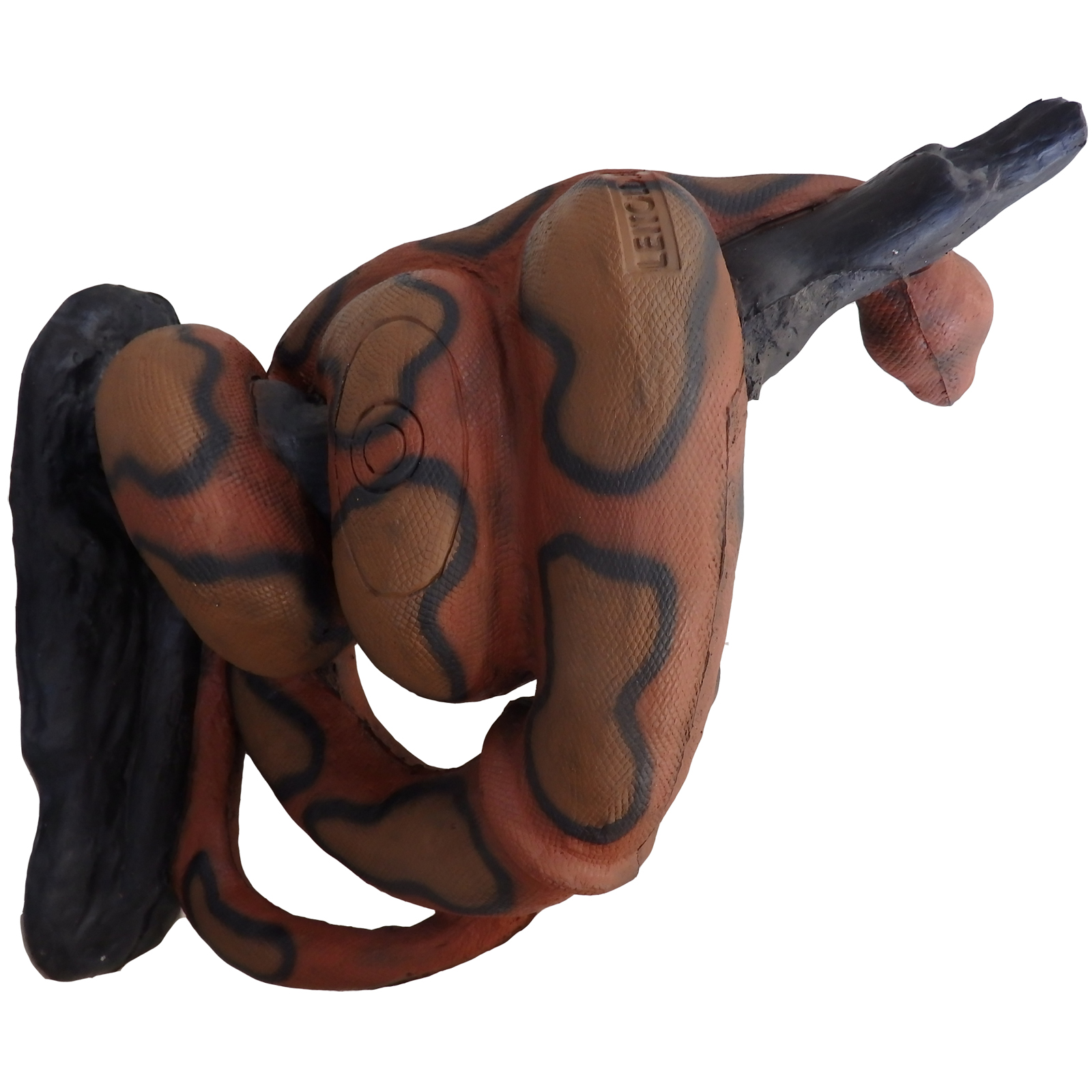 Kungsboaorm (Boa constrictor) - 2
