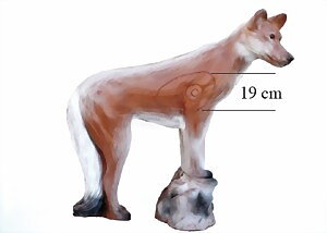 Dingo (Canis lupus dingo)