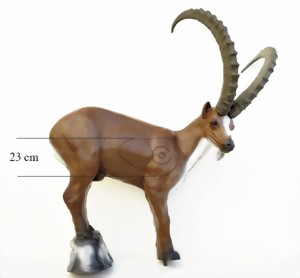 Stenbock (Capra ibex)  - 3
