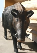 Vildsvin galt (Sus Scrofa) - 2