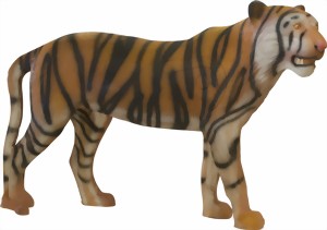 Tiger (Panthera tigris) 