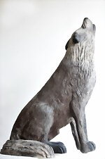 Varg Ylande (Canis Lupus)