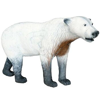 Isbjörn (Ursus Arctors maritimus)