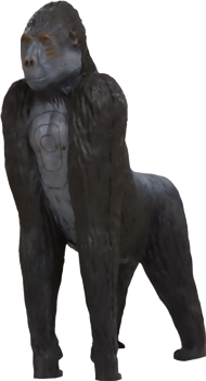 Gorilla (Gorilla gorilla)