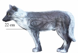 Varg (Canis Lupus) - 3