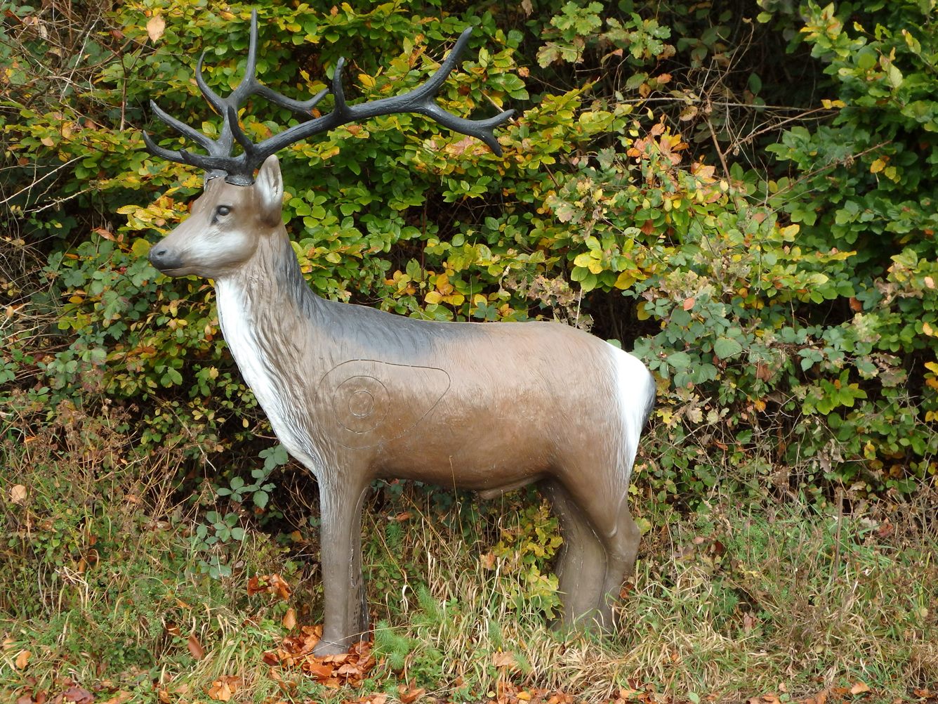 Kronhjort  stående (Cervus elaphus) - 2
